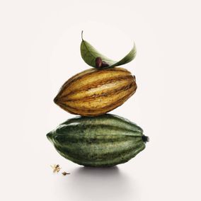 fruit cacao